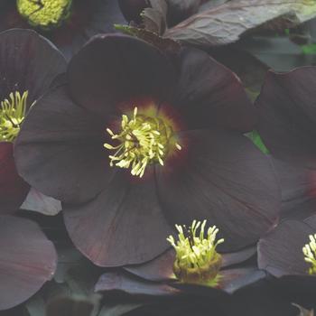 Helleborus (Lenten Rose) - Honeymoon® 'New York Night'