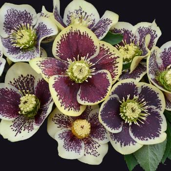 Helleborus (Lenten Rose) - Honeymoon® 'Rio Carnival'