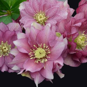 Helleborus (Lenten Rose) - Wedding Party® 'Maid of Honor'