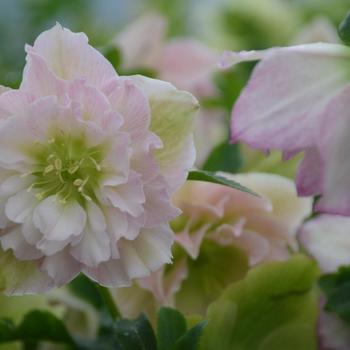 Helleborus (Lenten Rose) - Wedding Party® 'Flower Girl'