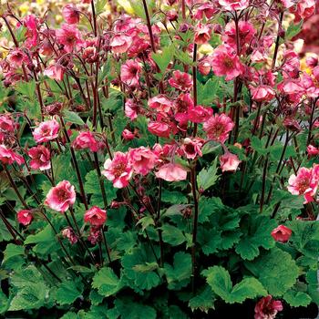Geum - Tempo™ 'Rose'
