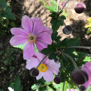 Anemone tomentosa - 'Robustissima' Japanese Anemone