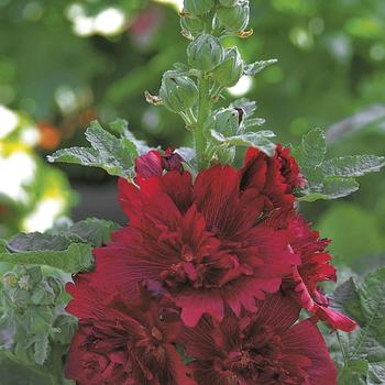 Alcea rosea (Hollyhock) - Spring Celebrities 'Crimson'