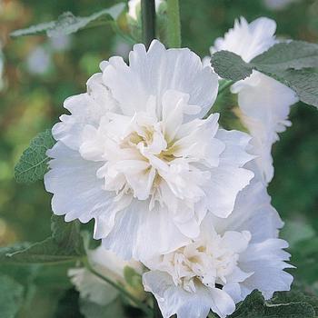Alcea rosea (Hollyhock) - Spring Celebrities 'White'