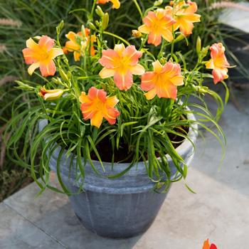 Hemerocallis (Daylily) - EveryDaylily® 'Punch Yellow'