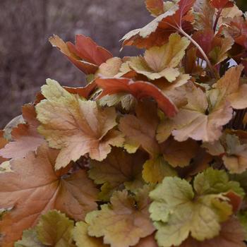Heuchera (Coral Bells) - Dolce&reg; 'Toffee Tart'