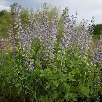 Baptisia (False Indigo) - Decadence® Deluxe 'Blue Bubbly'