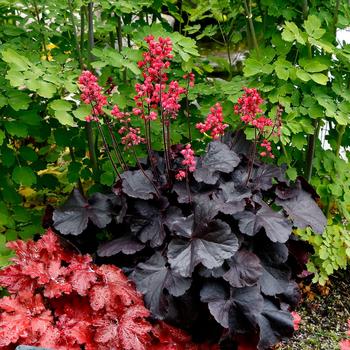 Heuchera - 'Black Forest Cake' Coral Bell
