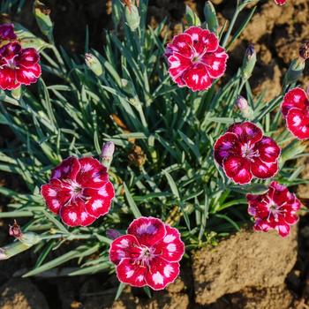 Dianthus (China Pinks, Cheddar Pinks) - Mountain Frost™ 'Ruby Glitter'