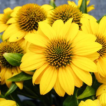 Echinacea purpurea (Coneflower) - Sombrero Poco™ Yellow