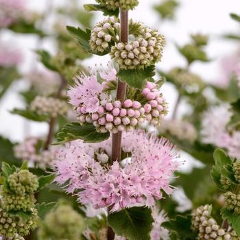 Caryopteris incana (Bluebeard) - Pavilion™ 'Pink'