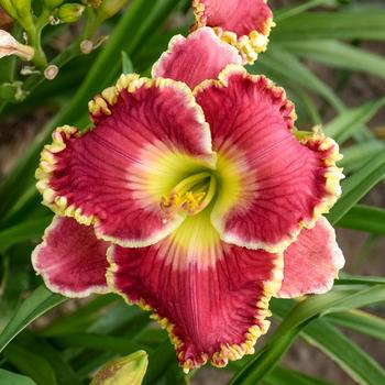 Hemerocallis - 'Born to Run' Daylily