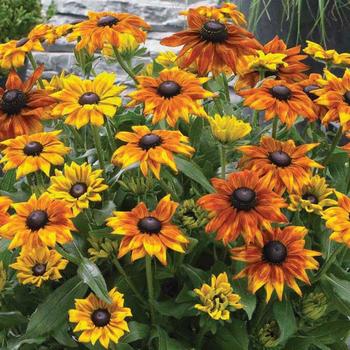 Echibeckia (Echibeckia™) - Summerina® 'Yellow'