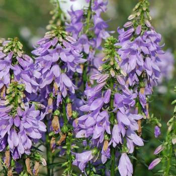 Adenophora confusa (Ladybells) - Fairy Bells™ 'Gaudi Violet'
