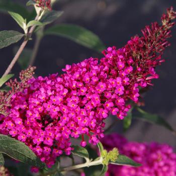 Buddleia davidii (Butterfly Bush) - Buzz™ 'Hot Raspberry'