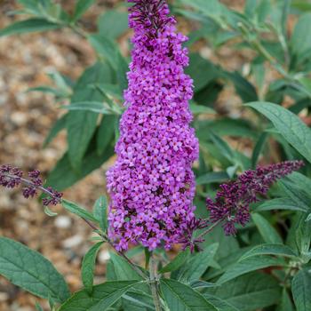 Buddleia davidii (Butterfly Bush) - Buzz® 'Magenta Improved'