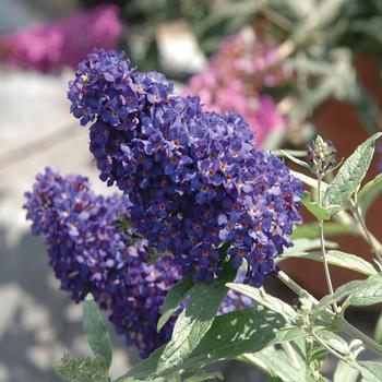 Buddleia davidii (Butterfly Bush) - Buzz® 'Midnight'