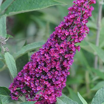 Buddleia davidii (Butterfly Bush) - Buzz® 'Velvet'