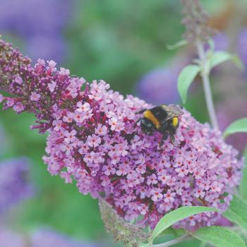 Buddleia davidii (Butterfly Bush) - Buzz™ 'Soft pink'