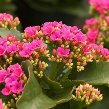 Kalanchoe blossfeldiana - Pink Kalanchoe
