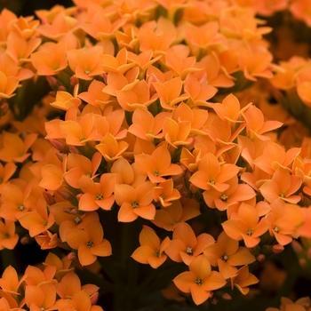 Kalanchoe blossfeldiana - Orange Kalanchoe