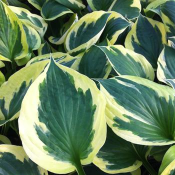 Hosta - 'Anne' Hosta, Plantain Lily