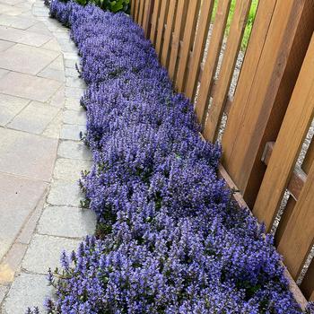 Ajuga reptans - ''Blueberry Muffin'' Bugleweed