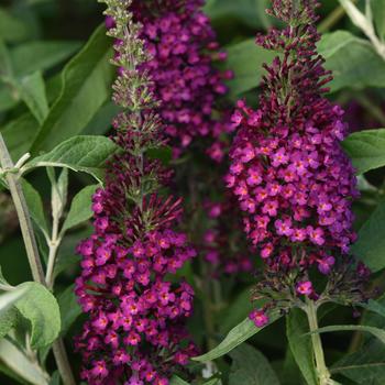 Buddleia davidii (Butterfly Bush) - Chrysalis™ 'Cranberry'