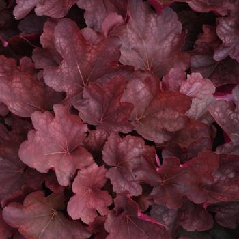 Heuchera - 'Carnival Burgundy Blast' Coral Bell