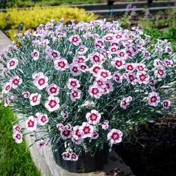 Dianthus (China Pinks, Cheddar Pinks) - Mountain Frost™ 'Ruby Snow'
