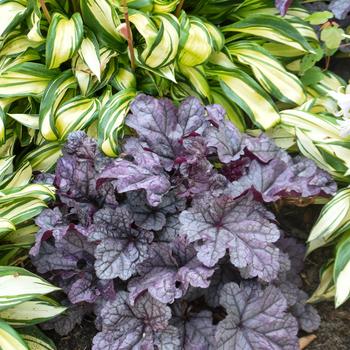 Heuchera (Coral Bells) - Dolce® 'Frosted Berry'