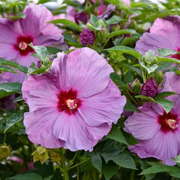 Hibiscus (Hardy Hibiscus) - Summerific® 'Lilac Crush'