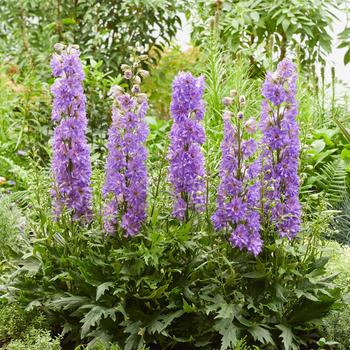 Delphinium - Delgenius™ 'Breezin''