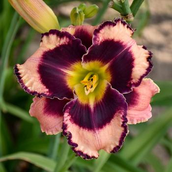 Hemerocallis - 'Rock Solid' Daylily