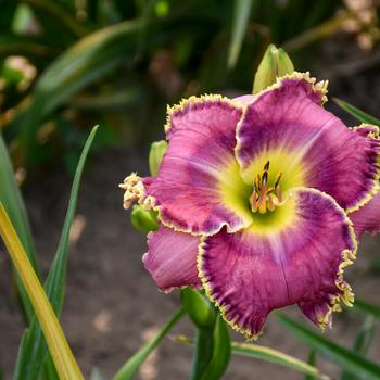 Hemerocallis - 'Raspberry Eclipse' Daylily