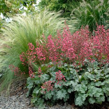 Heuchera - 'Paris' Coral Bells