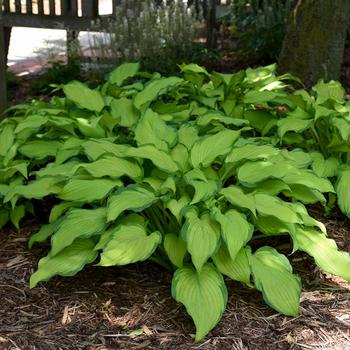 Hosta - 'First Dance' Hosta, Plantain Lily