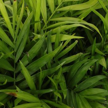 Chamaedorea elegans - 'Lookabout' Parlor Palm