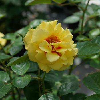 Rosa (Climbing Rose) - Rise Up® 'Ringo®'