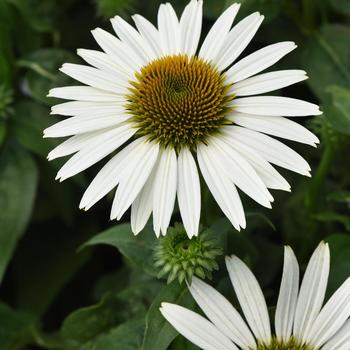 Echinacea purpurea (Coneflower) - Sombrero Poco™ 'White'