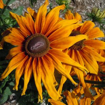 Echibeckia - Summerina® 'Sunchaser'