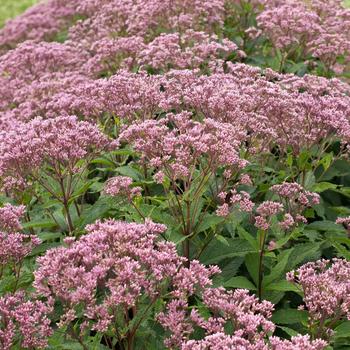 Eupatorium purpureum (Dwarf Joe-Pye Weed) - Euphoria™ 'Ruby'