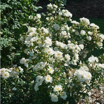 Rosa - Oso Easy Ice Bay® Rose