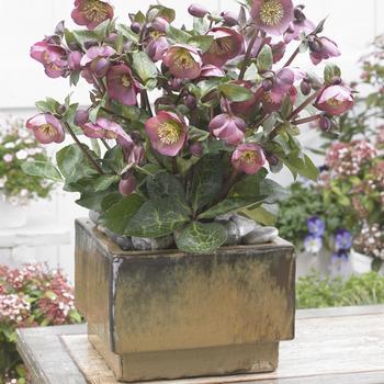 Helleborus (Lenten Rose) - Frostkiss® 'Penny's Pink®'