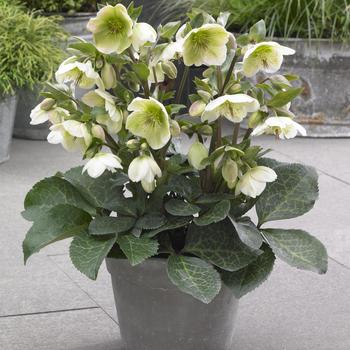 Helleborus (Lenten Rose) - Frostkiss® 'Molly's White'