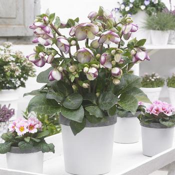 Helleborus (Lenten Rose) - Frostkiss® 'Glenda's Gloss'