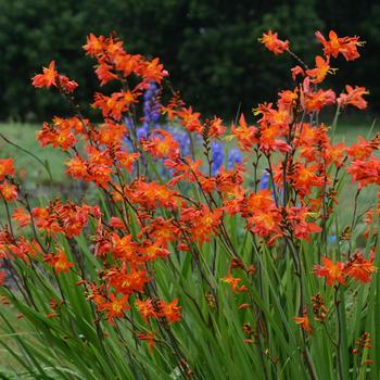 Crocosmia - 'Prince of Orange' Montbretia
