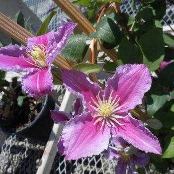 Clematis - Piilu™