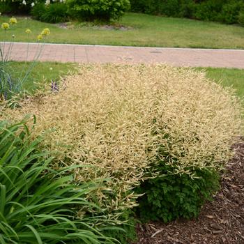 Aruncus - 'Chantilly Lace' Goat's Beard