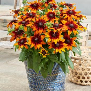 Echibeckia - Summerina® 'Sunreef™'
